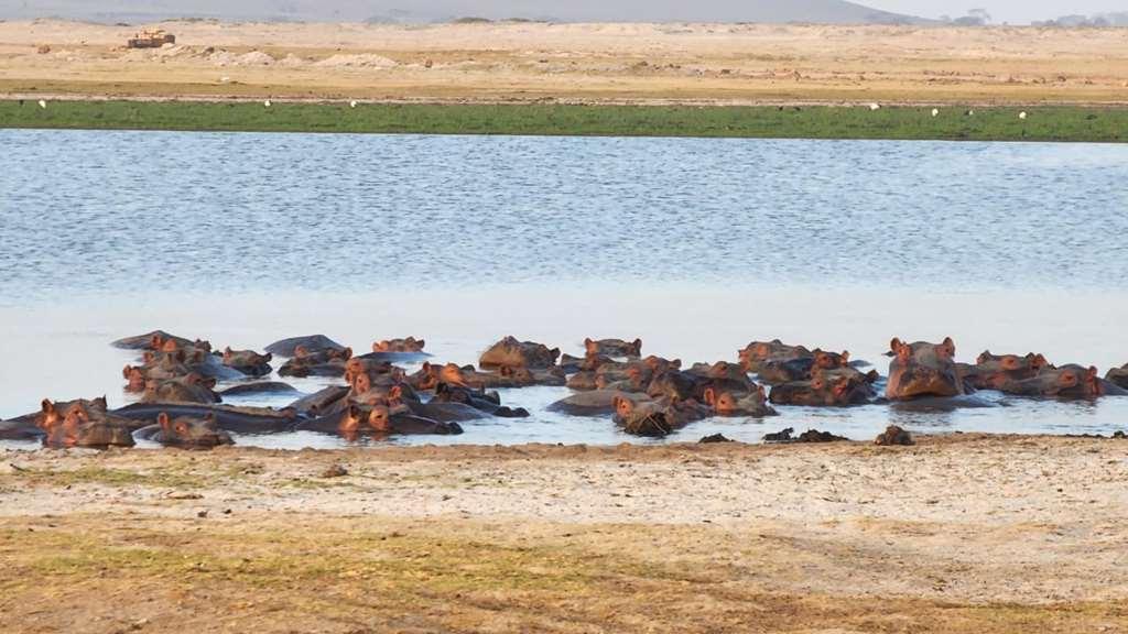 Amboseli Serena Safari Lodge المرافق الصورة